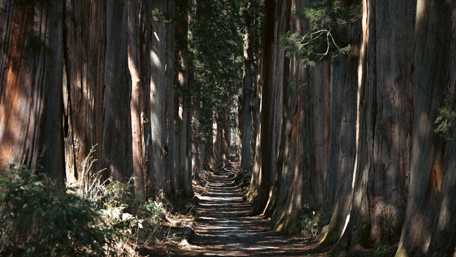 A sunlit path through a dense stand of tall cedars